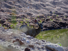 Odocoileus hemionus peninsulae