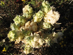 Atriplex lindleyi inflata