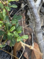 Xanthosia tridentata