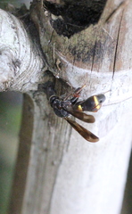 Leucospis sinensis