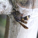 Leucospis sinensis - Photo Ningún derecho reservado, subido por Agnes Trekker