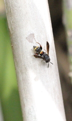 Leucospis sinensis