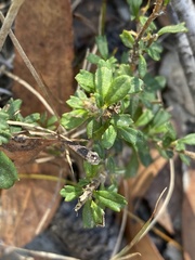 Xanthosia tridentata