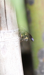 Leucospis sinensis