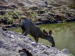 Odocoileus hemionus peninsulae