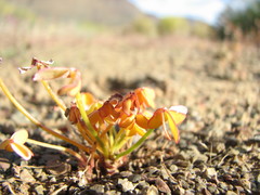Oxalis pes-caprae pes-caprae