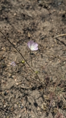 Sidalcea multifida