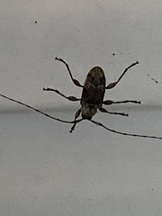 Aegomorphus modestus