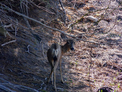 Odocoileus hemionus peninsulae