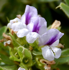 Psoralea obliqua