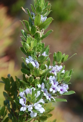 Psoralea obliqua