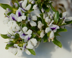 Psoralea obliqua