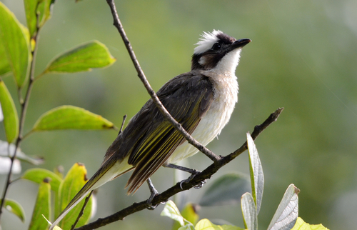 Light-vented Bulbul, photo 9 of 9