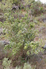 Psoralea obliqua