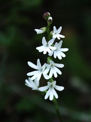 Holothrix parviflora