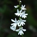 Holothrix parviflora - Photo (c) Adriaan Grobler, μερικά δικαιώματα διατηρούνται (CC BY-NC), uploaded by Adriaan Grobler