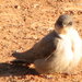 Southern Rock Martin - Photo (c) Jane, some rights reserved (CC BY-NC), uploaded by Jane