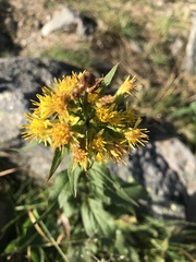Solidago leiocarpa