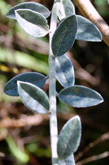 Podalyria variabilis