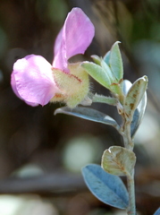 Podalyria variabilis