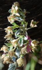 Podalyria variabilis