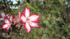 Adenium multiflorum
