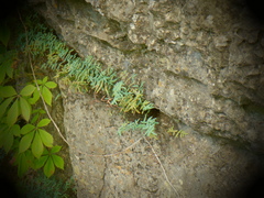 Pellaea glabella
