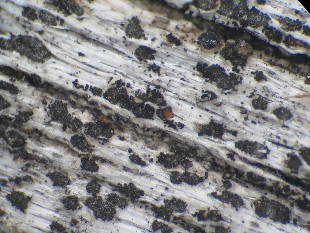 Xylographa septentrionalis