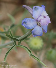 Delphinium parishii