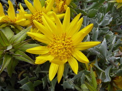 Berkheya cuneata
