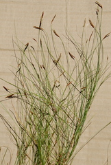 Ficinia capillifolia