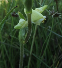Disperis villosa