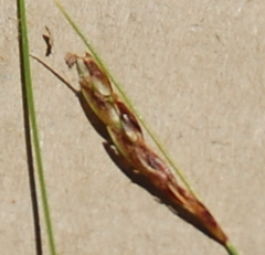 Ficinia capillifolia