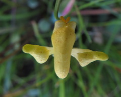 Disperis villosa