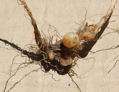 Ficinia capillifolia