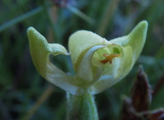 Disperis villosa