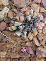 Cerochlamys pachyphylla