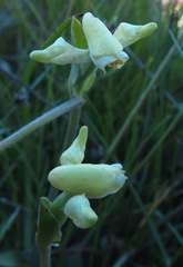 Disperis villosa