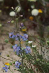Delphinium parishii