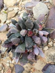 Cerochlamys pachyphylla