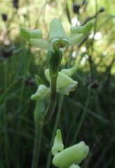 Disperis villosa