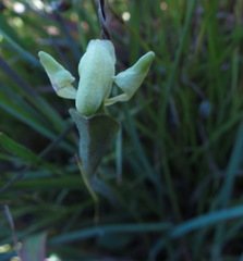 Disperis villosa
