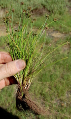Isolepis antarctica