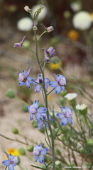 Delphinium parishii
