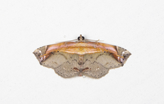 Lophoruza pulcherrima