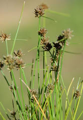 Isolepis antarctica
