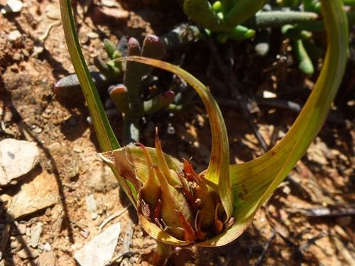 Colchicum longipes