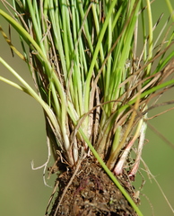 Isolepis antarctica