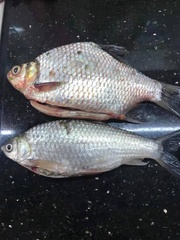 Barbonymus gonionotus