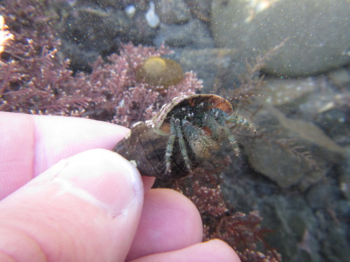 Pagurus traversi (Filhol, 1885)